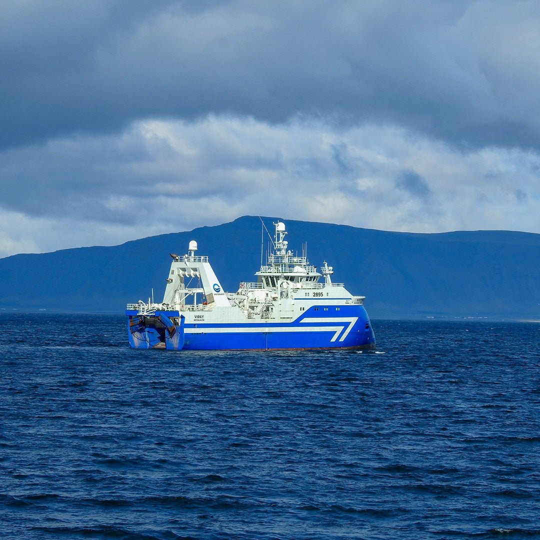 Wild-Caught Icelandic Cod Loin - 16-20 oz.