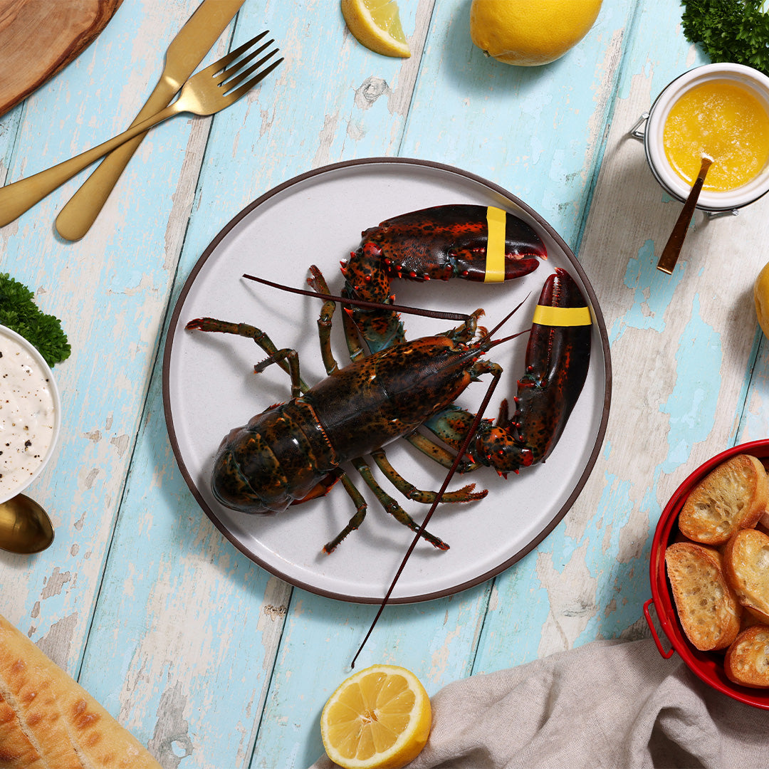 1.25 lb Live Maine Lobster