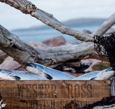 Wester Ross Atlantic Salmon - 8 oz. Portion