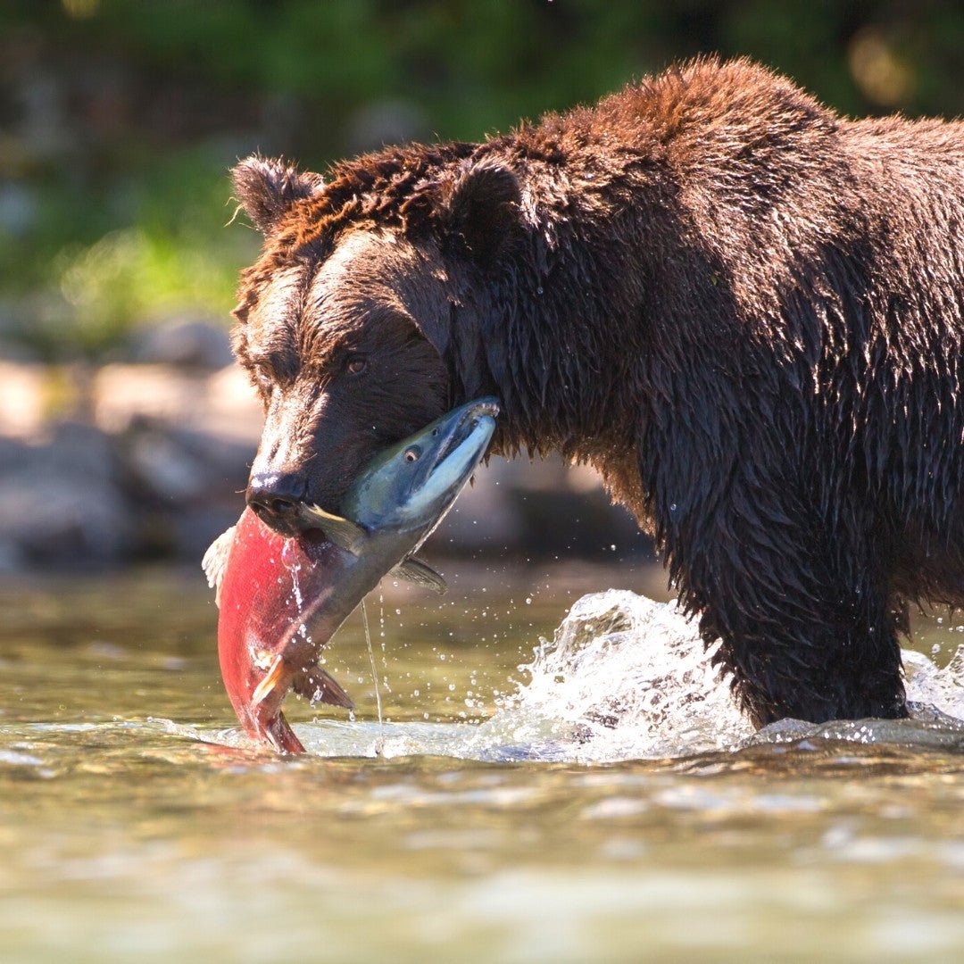 Wild-Caught Alaskan Sockeye Salmon - 8 oz.