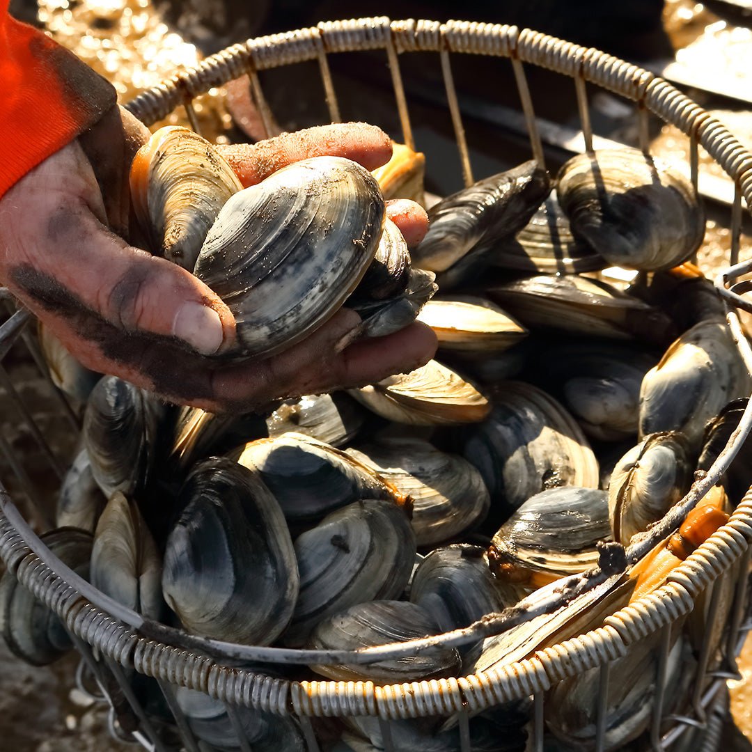 Gulf of Maine Steamer Clams - 1 lb.